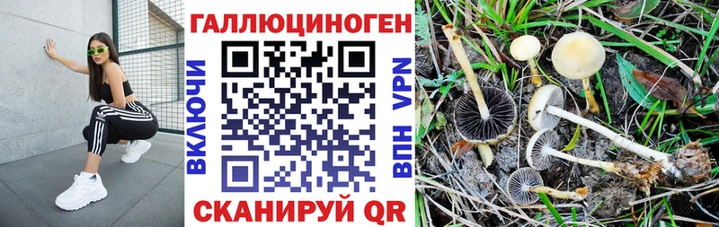 закладка  Зубцов  Псилоцибиновые грибы Psilocybine cubensis 